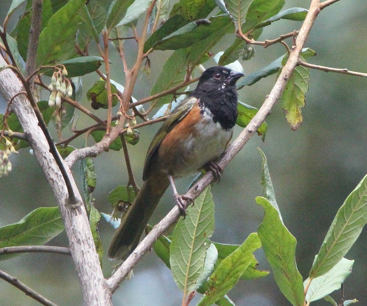 Spotted Towhee (Olive-backed) - ML246330951