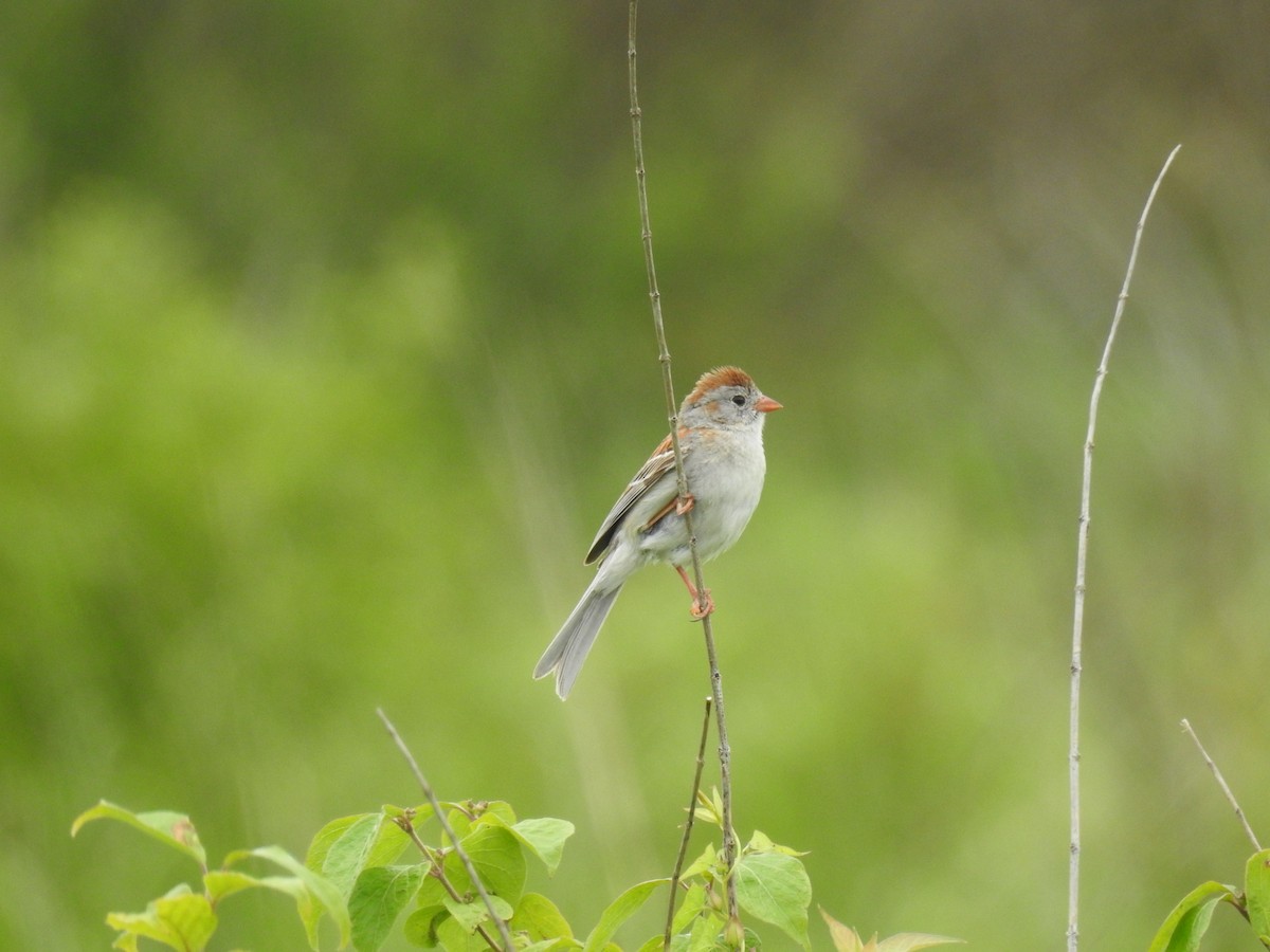Field Sparrow - ML246335031
