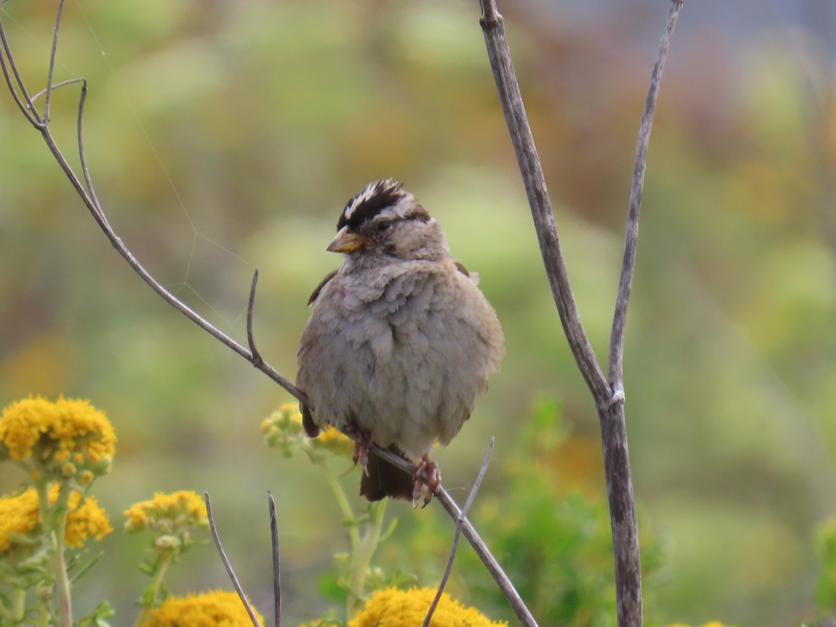 White-crowned Sparrow - ML246343461