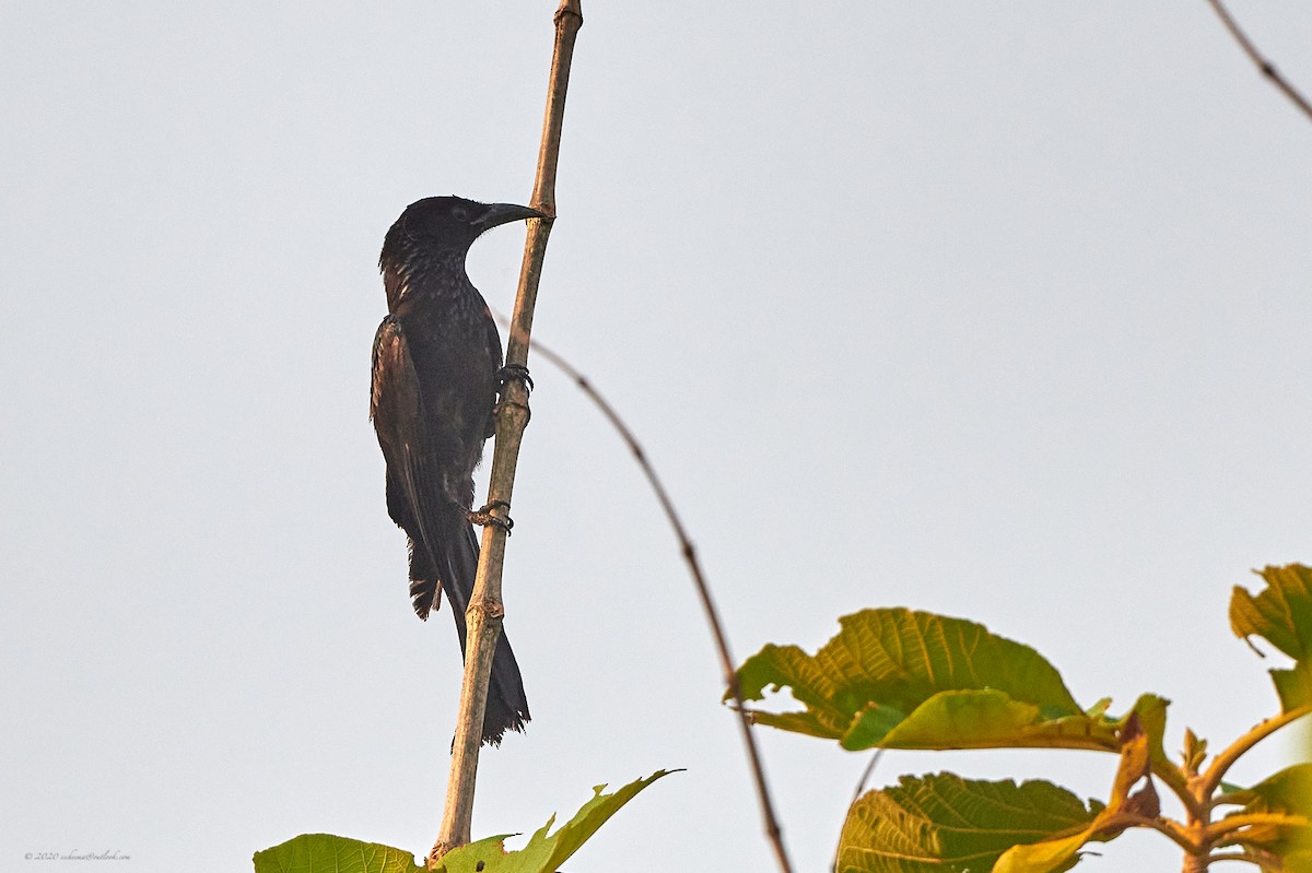 Hair-crested Drongo - S S Cheema