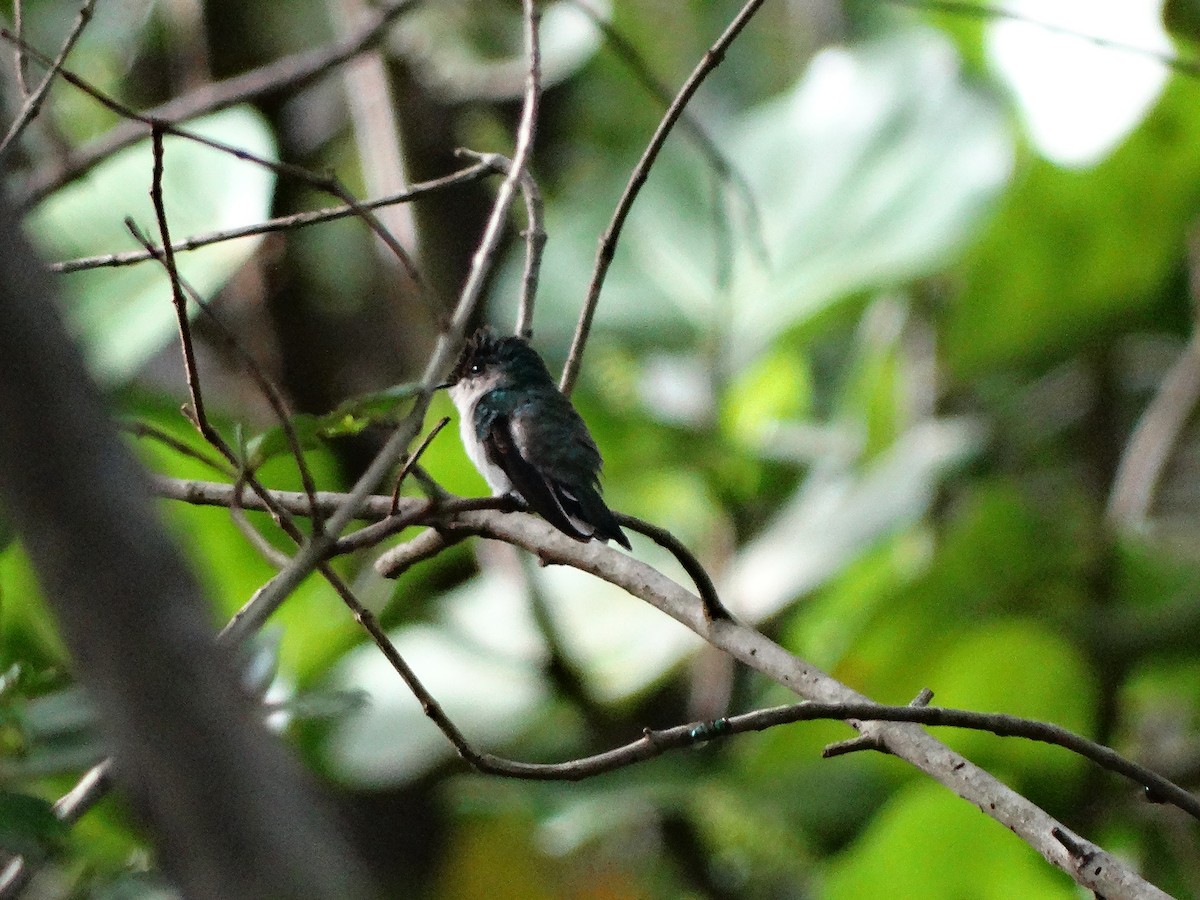 Antillean Crested Hummingbird - ML246351501