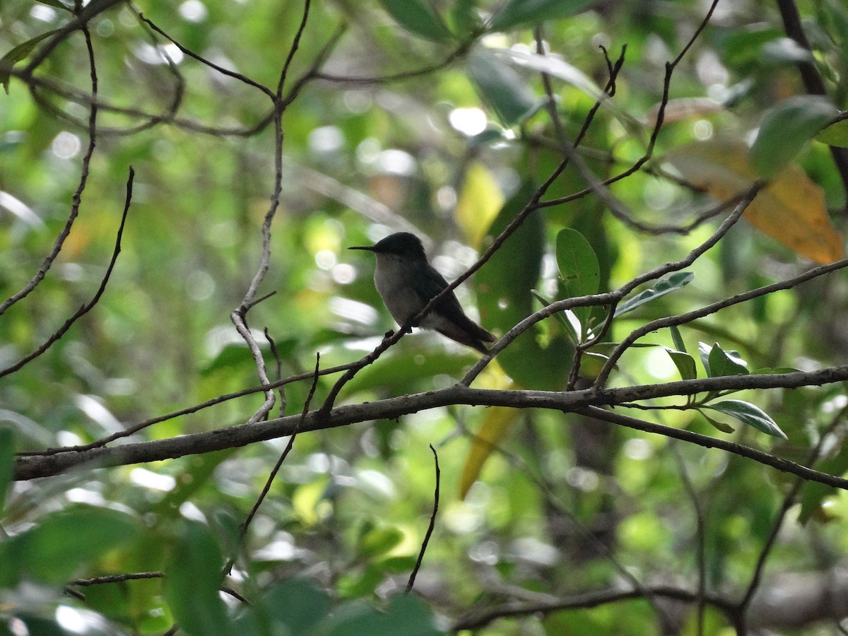 Antillean Crested Hummingbird - Kenrith Carter