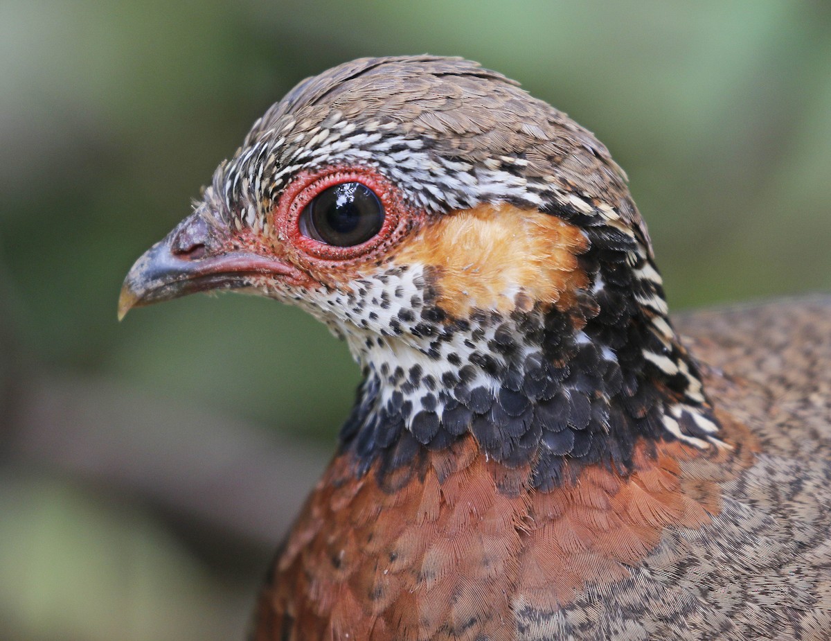 Chestnut-necklaced Partridge - Neoh Hor Kee