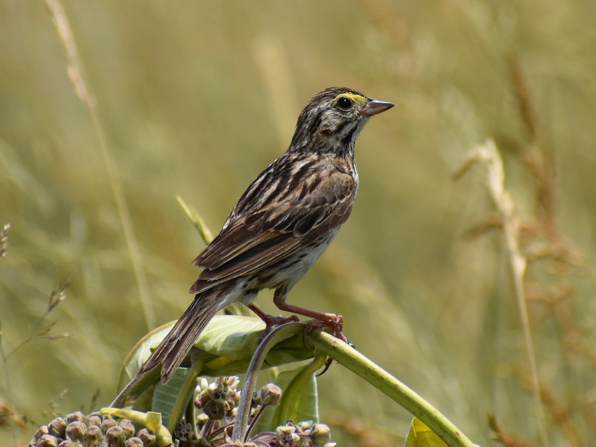 Savannah Sparrow - ML246360591