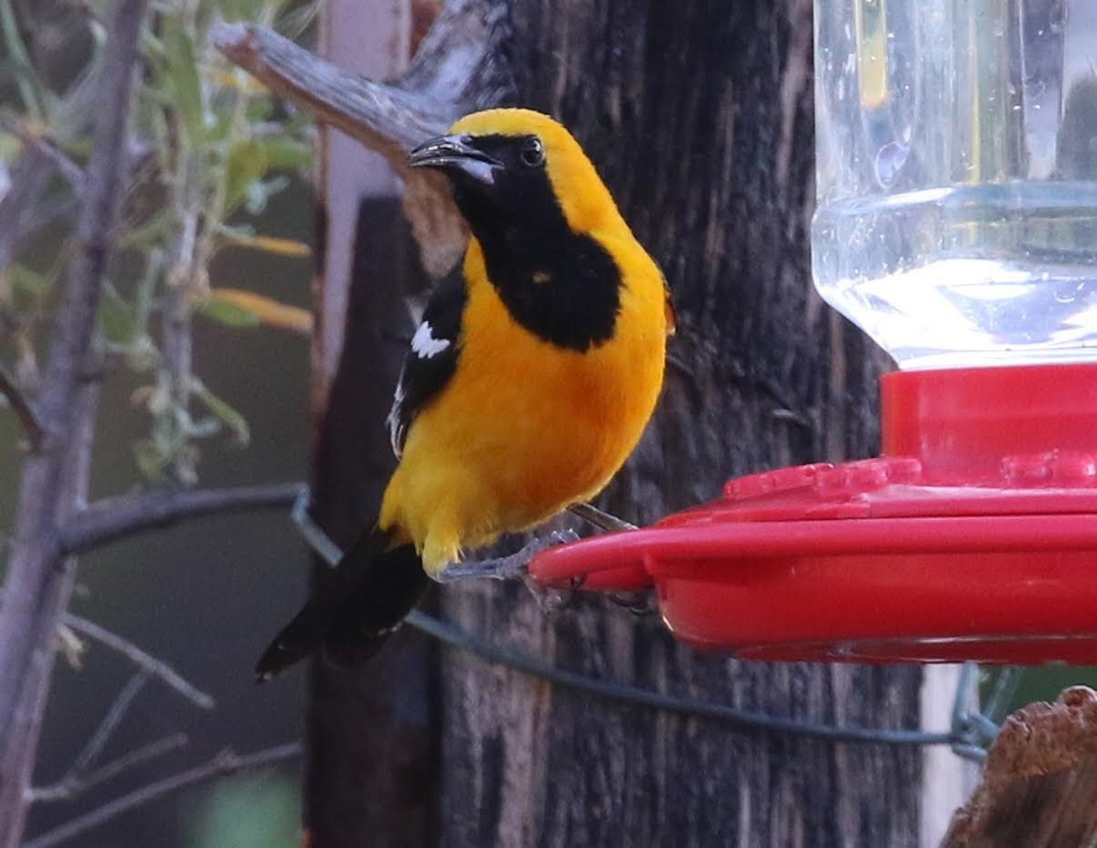 Hooded Oriole (nelsoni Group) - ML246364931
