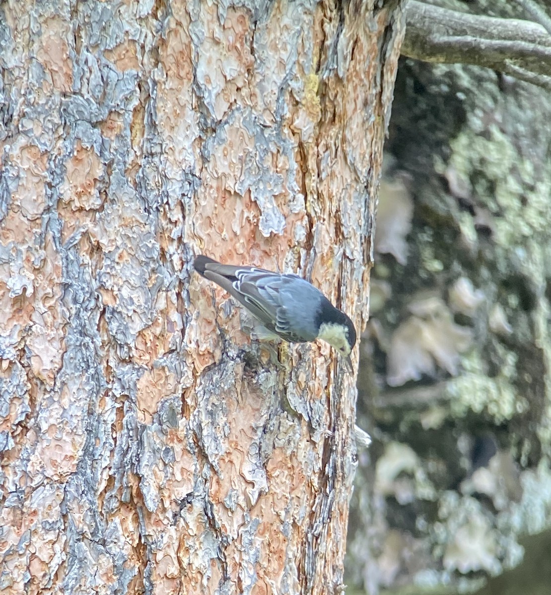 White-breasted Nuthatch - ML246367151