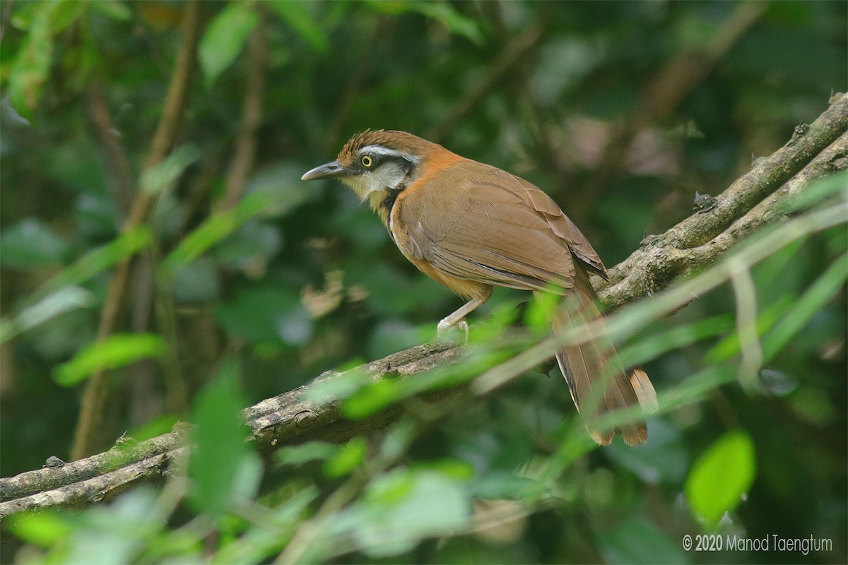 Lesser Necklaced Laughingthrush - ML246372421