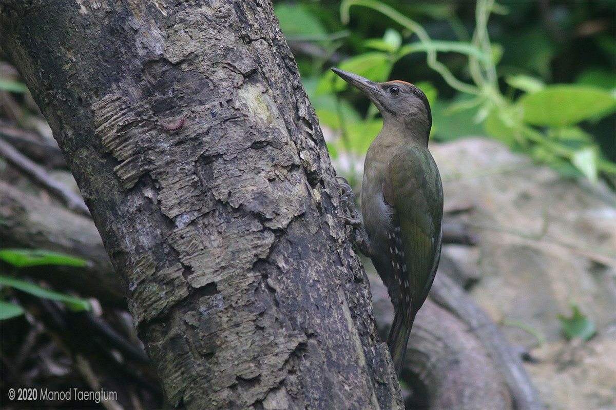 Gray-headed Woodpecker - ML246372611