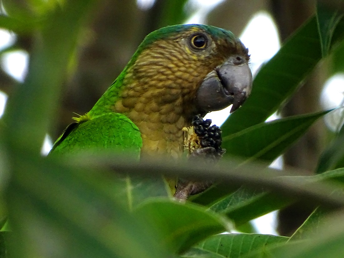 Brown-throated Parakeet - ruber enrique ledesma ruiz