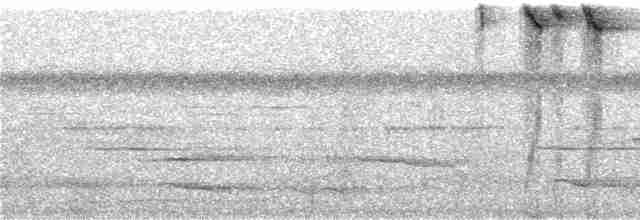 Band-tailed Barbthroat - ML246380