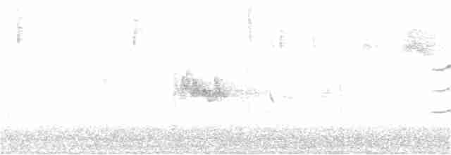 Тасманийская кустовка - ML246380091