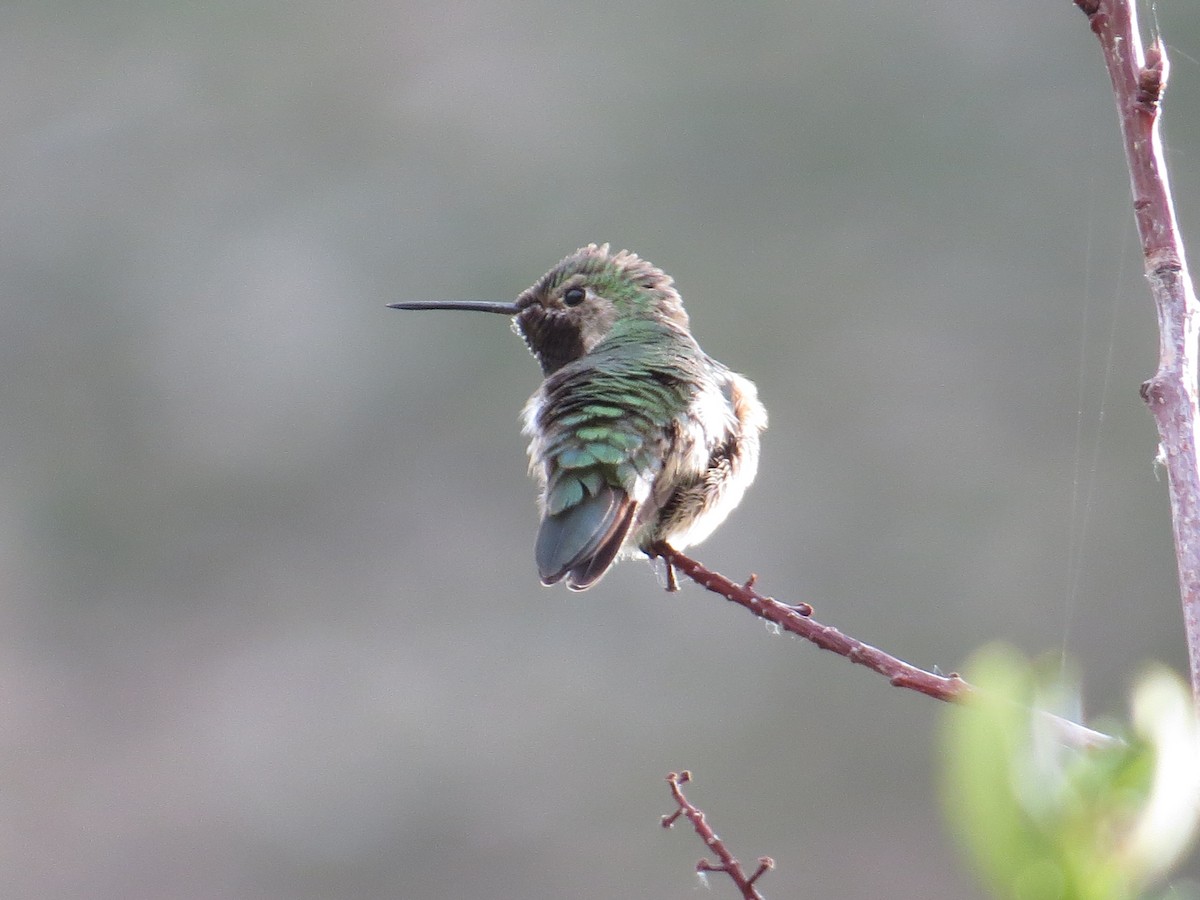 Broad-tailed Hummingbird - Whitney Mortimer