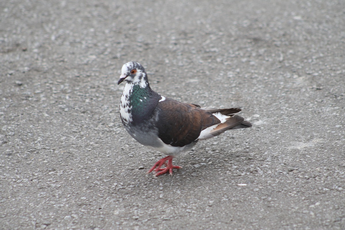 Rock Pigeon (Feral Pigeon) - Jasper Barnes