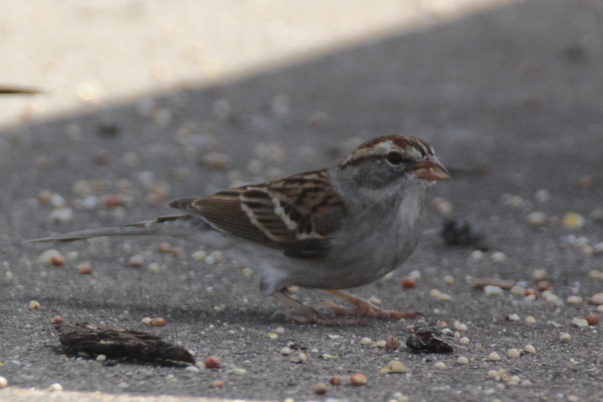 Chipping Sparrow - ML24638601