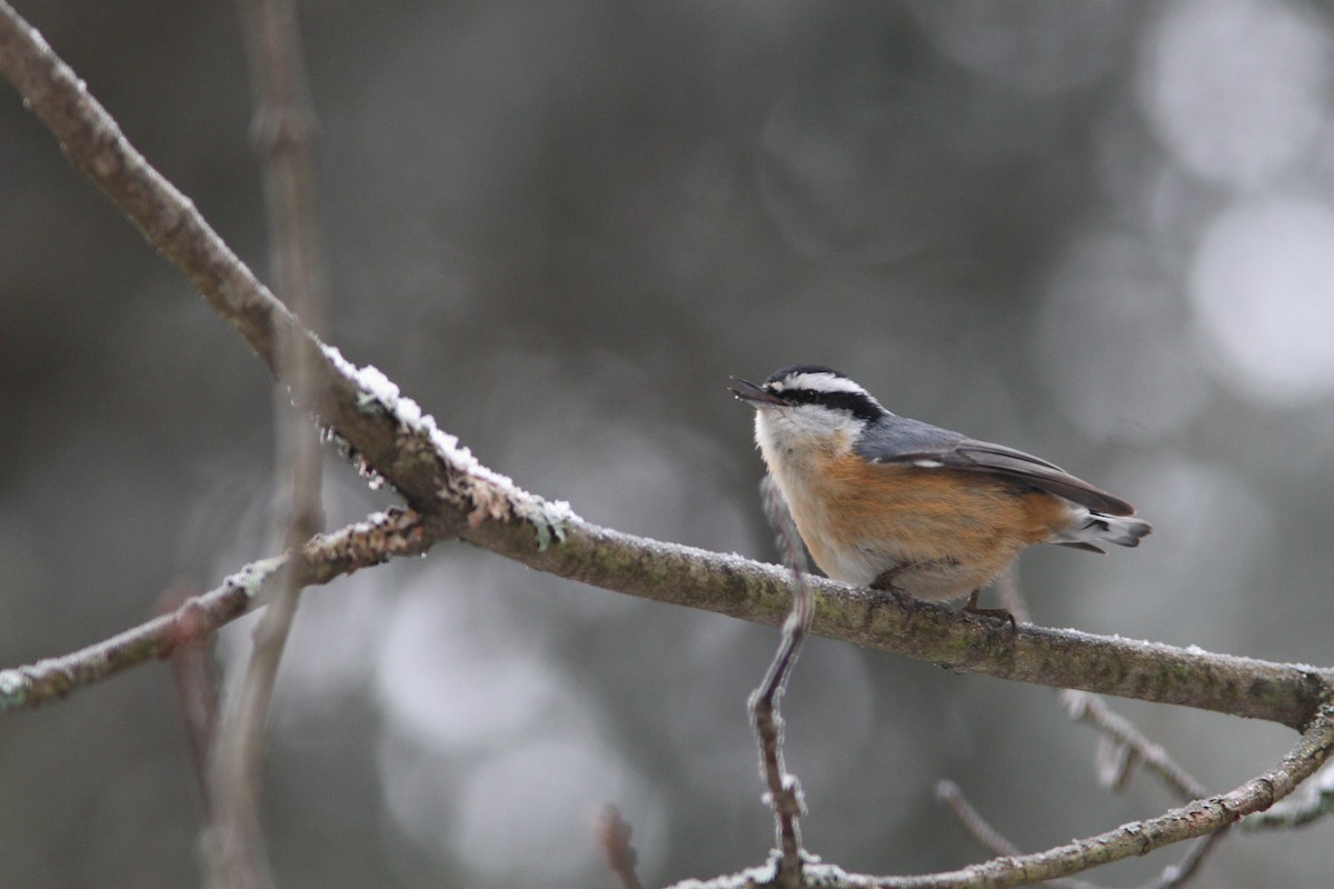 Red-breasted Nuthatch - Frank Pinilla