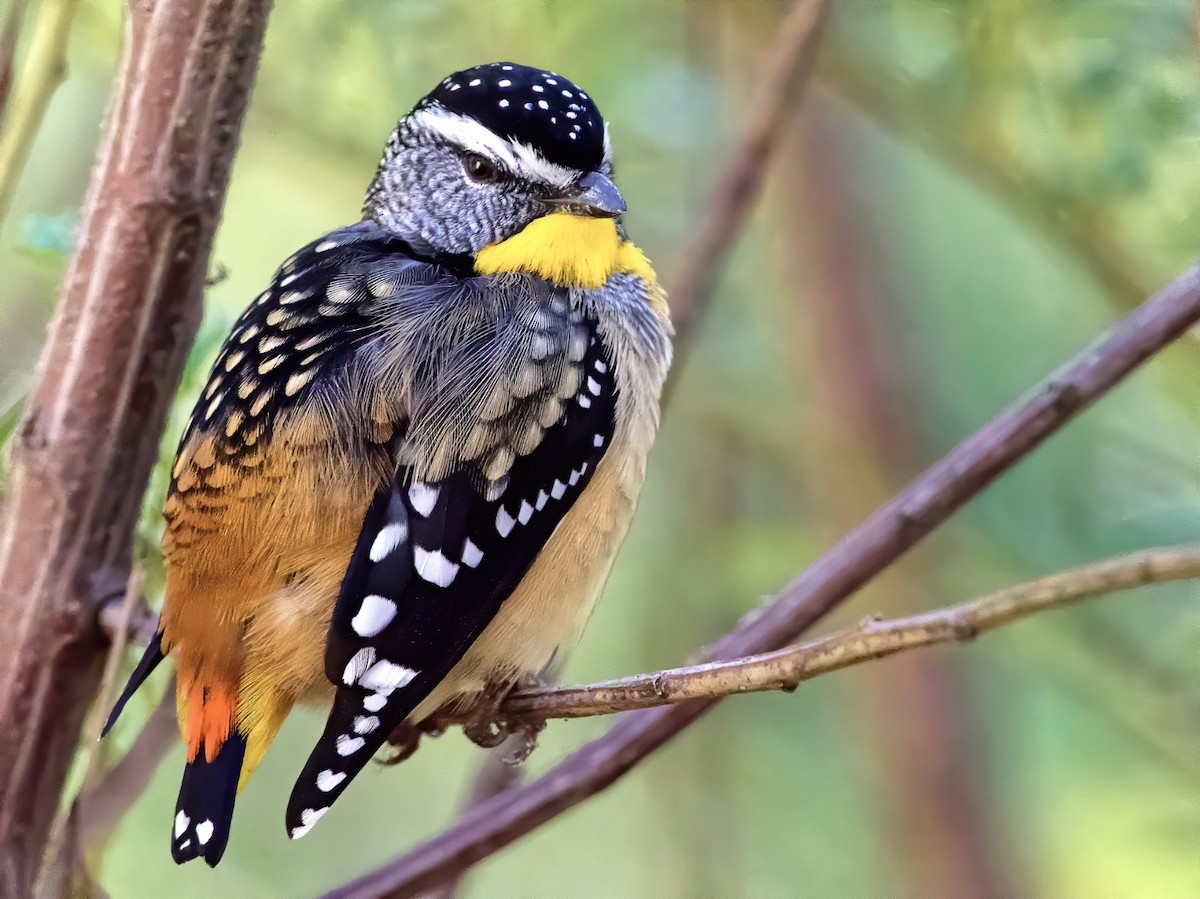 Spotted Pardalote - ML246388381