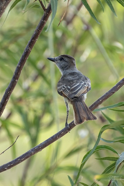 Brown-crested Flycatcher - eBird