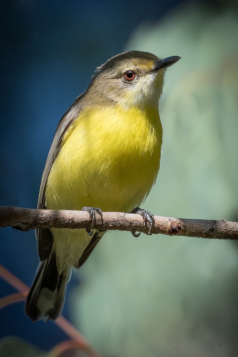 White-throated Gerygone - Terence Alexander