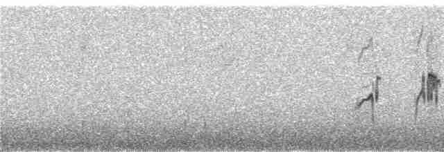 rorýs bělokrký - ML246395