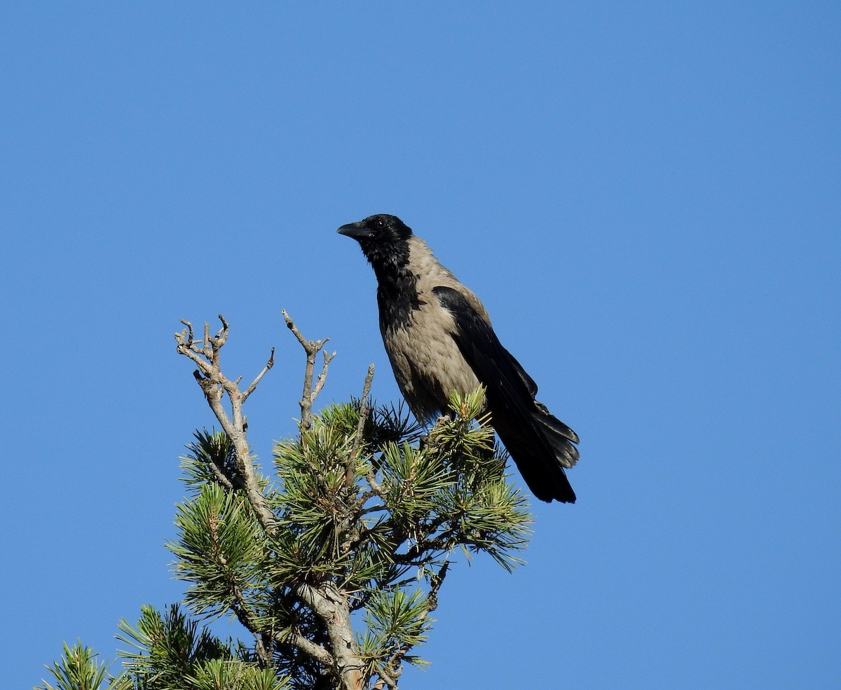 Hooded Crow - ML246400841
