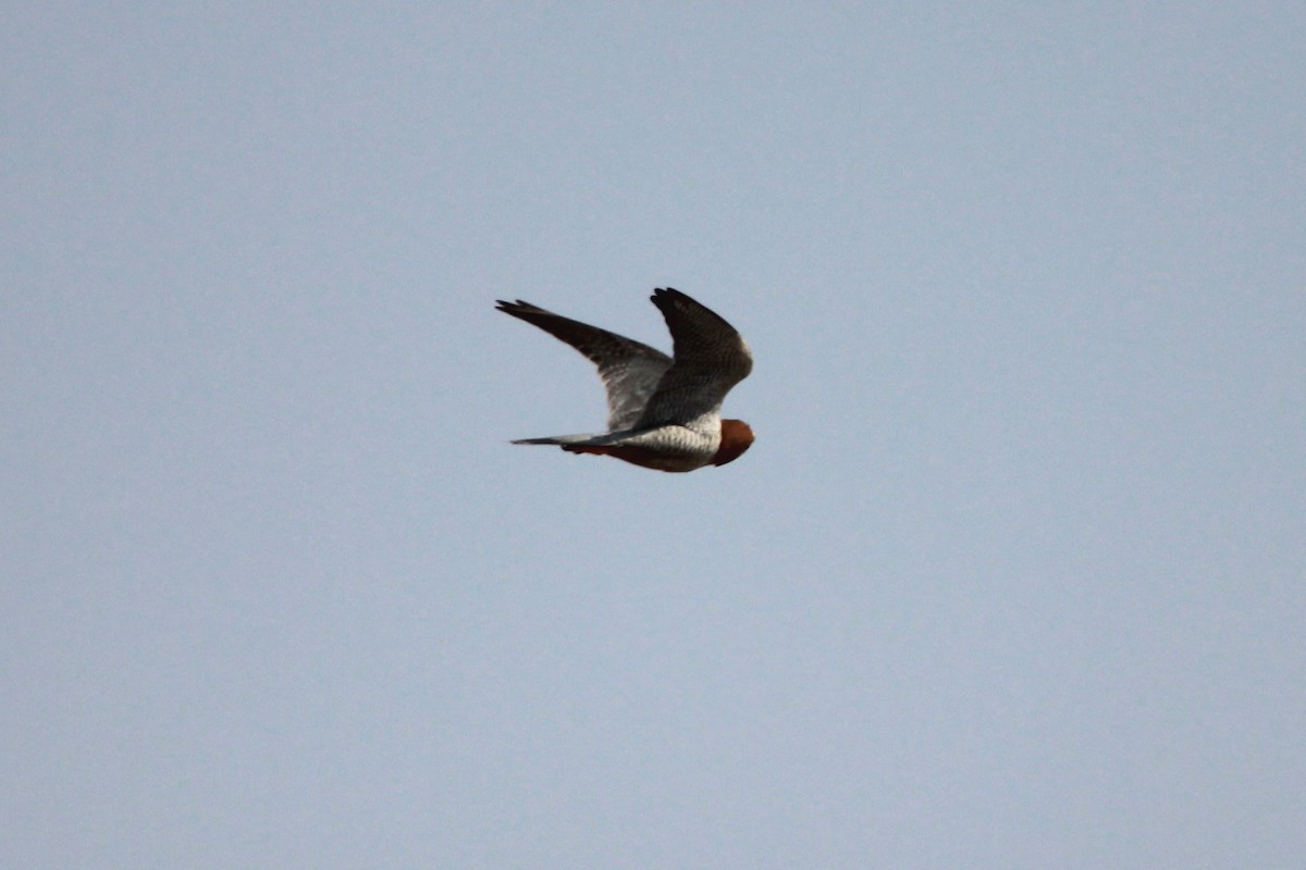 Red-necked Falcon - ML24640411