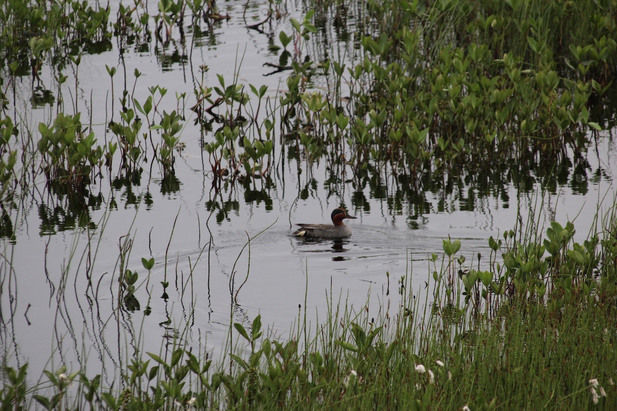 Green-winged Teal - ML246407971