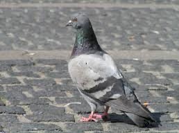 Rock Pigeon - ML246409321