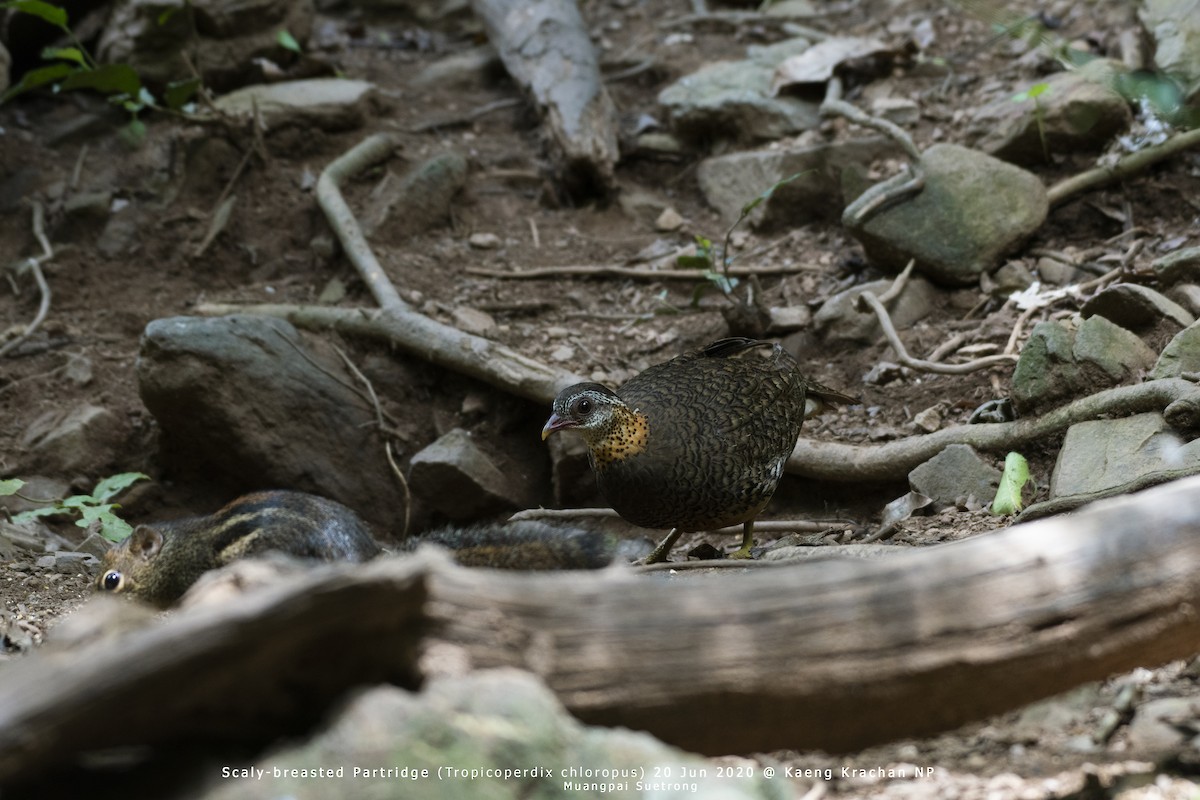 Scaly-breasted Partridge - Muangpai Suetrong