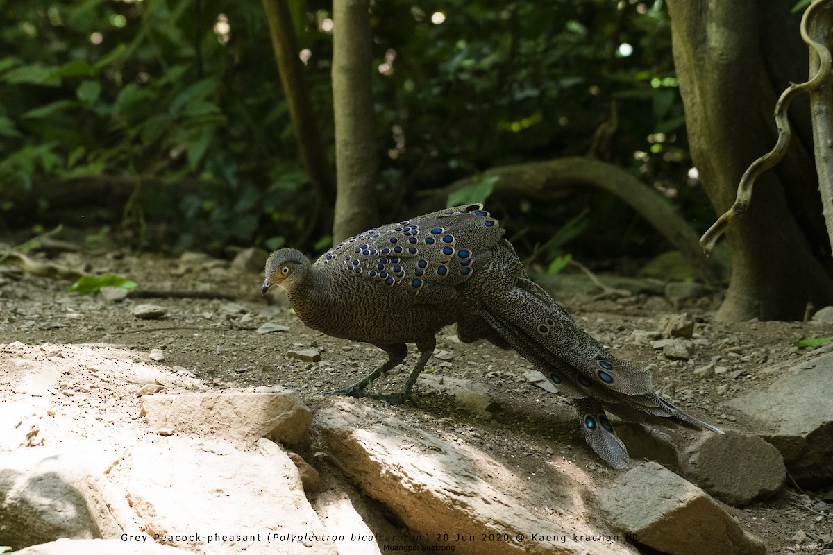Gray Peacock-Pheasant - Muangpai Suetrong