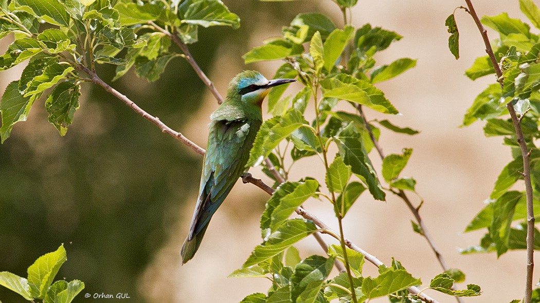 Blue-cheeked Bee-eater - Orhan Gül