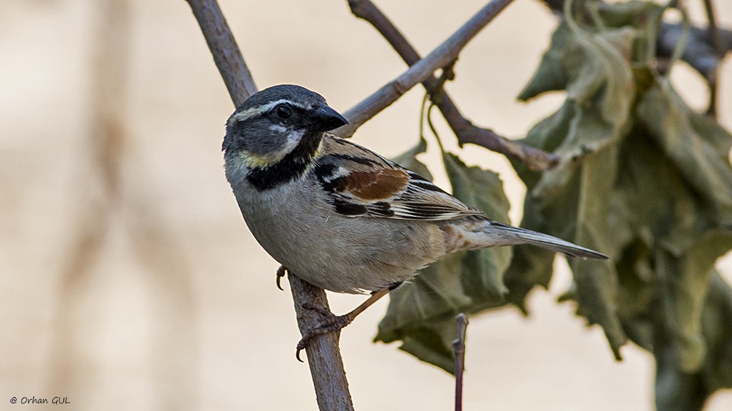 Dead Sea Sparrow - Orhan Gül