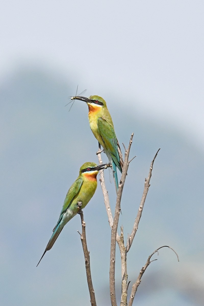 Blue-tailed Bee-eater - Gagan Bedi