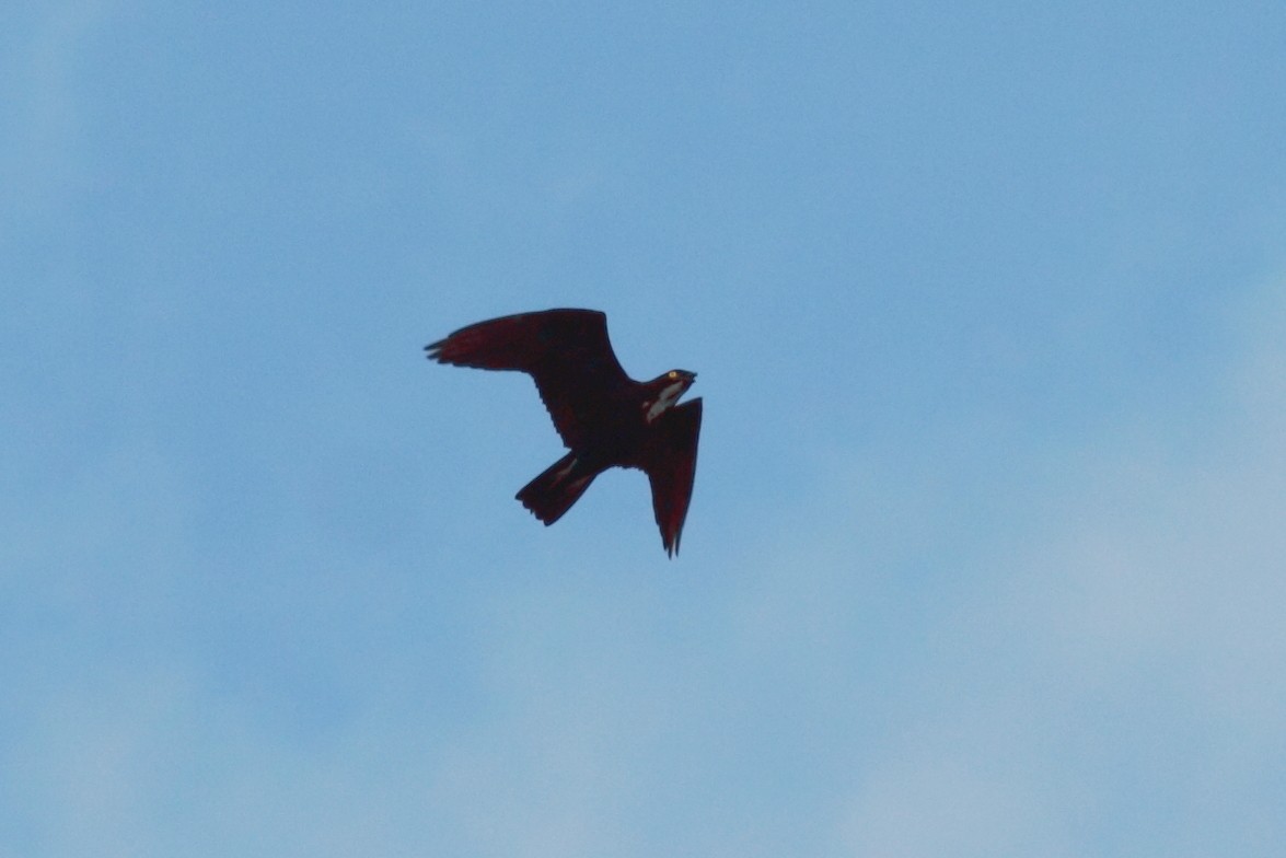 Bat Hawk - ML246422001