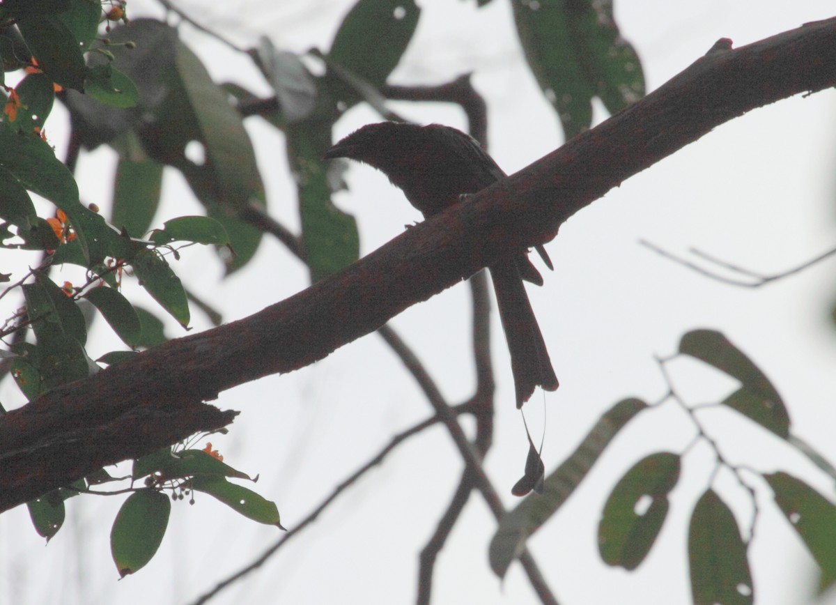 Greater Racket-tailed Drongo - ML246422491