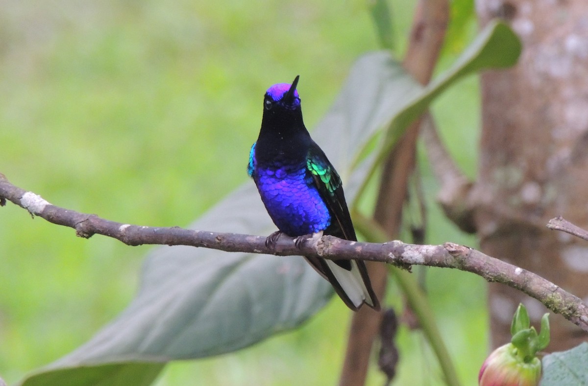 kolibřík hyacintový - ML24642331