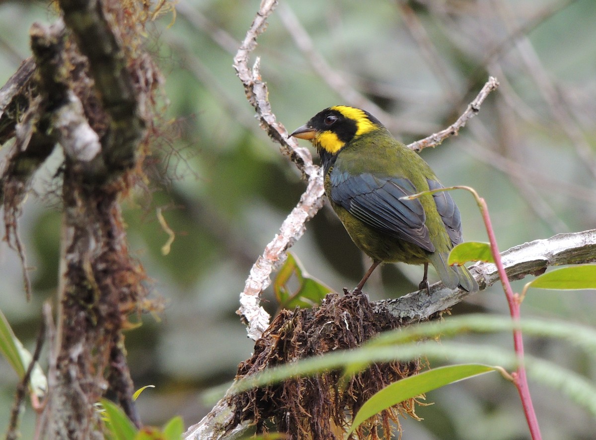 Gold-ringed Tanager - ML24642351