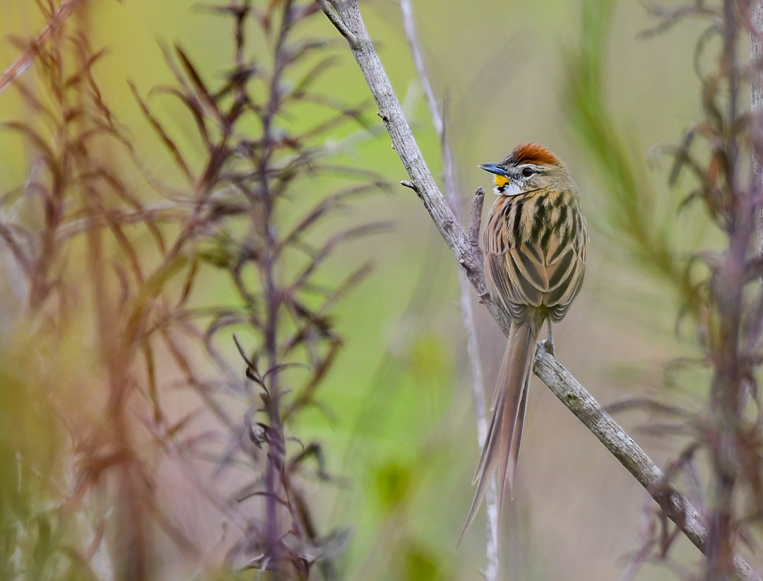 Chotoy Spinetail - ML246424241