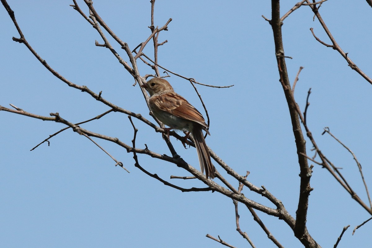 Field Sparrow - ML246425591