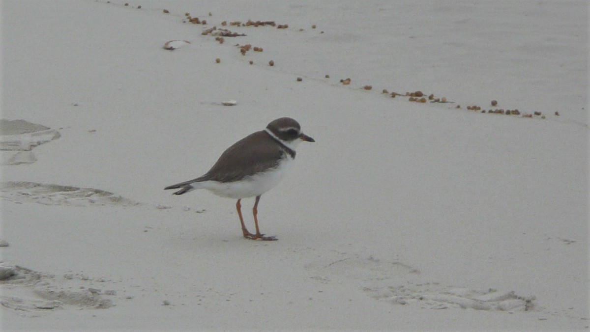 Semipalmated Plover - ML246433071