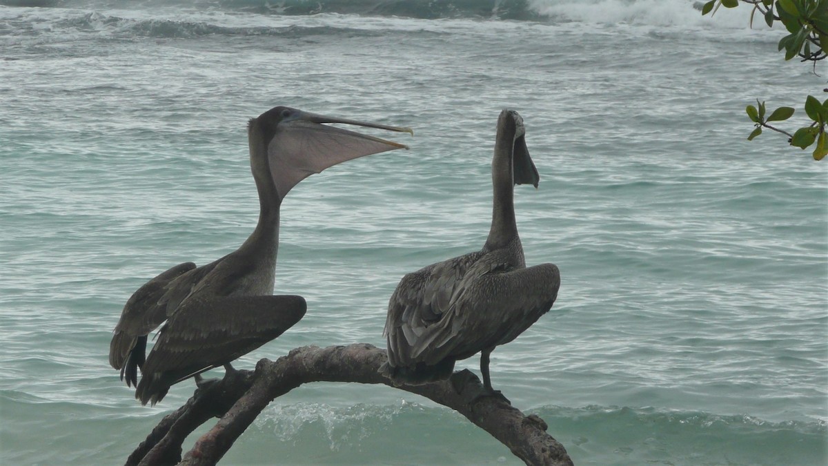 pelikán hnědý - ML246433131
