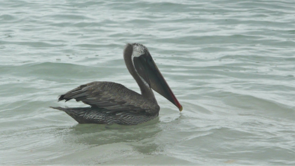 pelikán hnědý - ML246433141