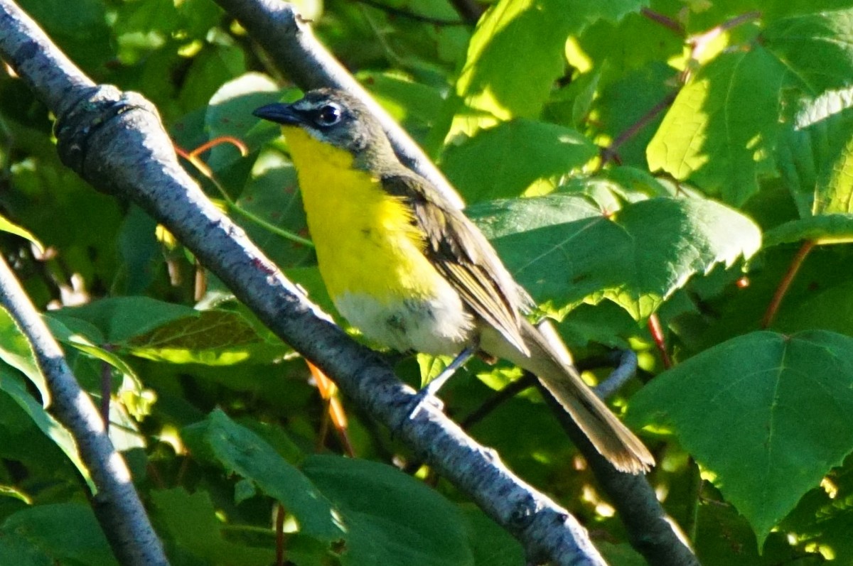Yellow-breasted Chat - ML246436201