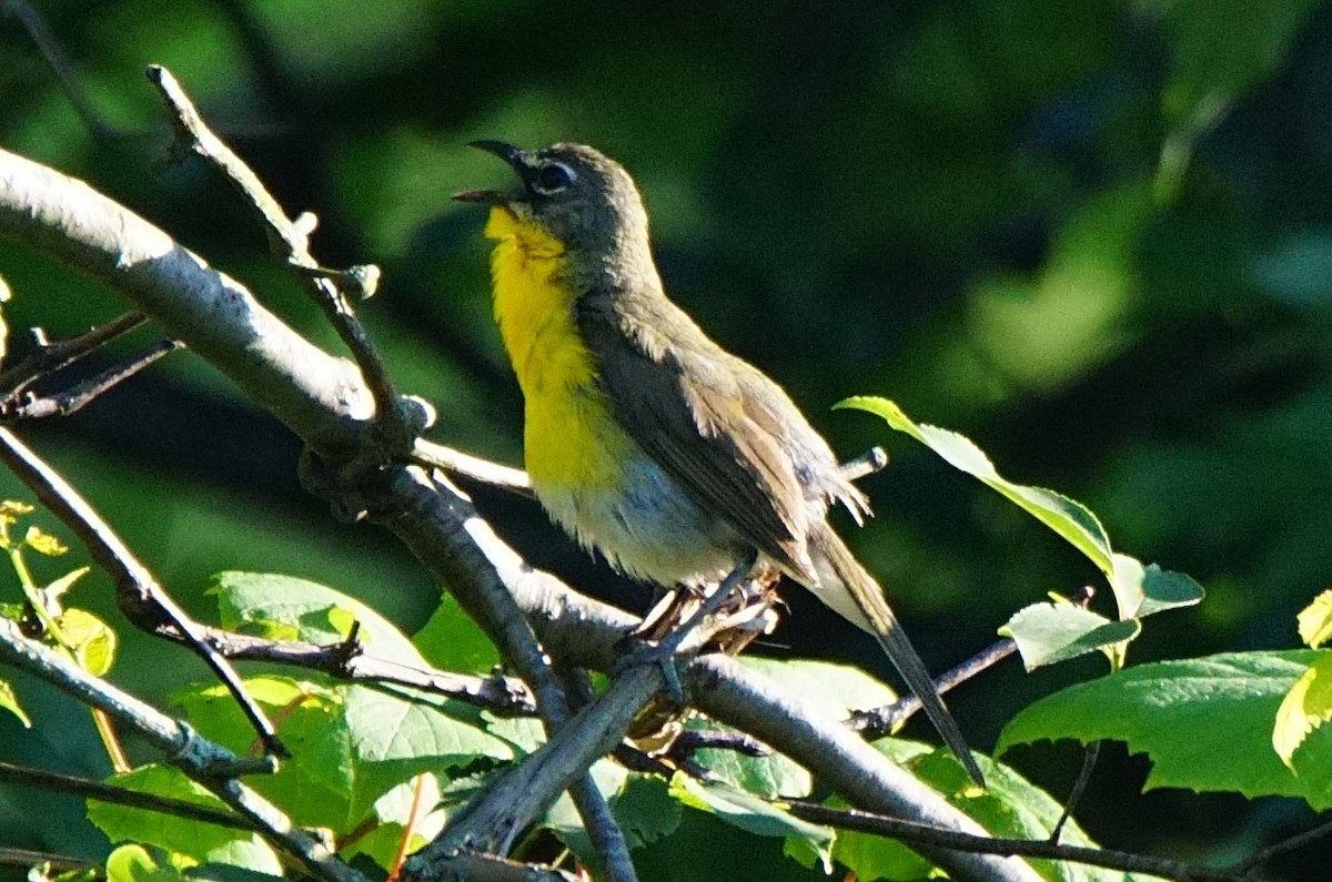 Yellow-breasted Chat - ML246436211