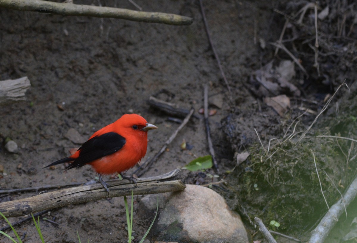 Scarlet Tanager - Adriana Losey
