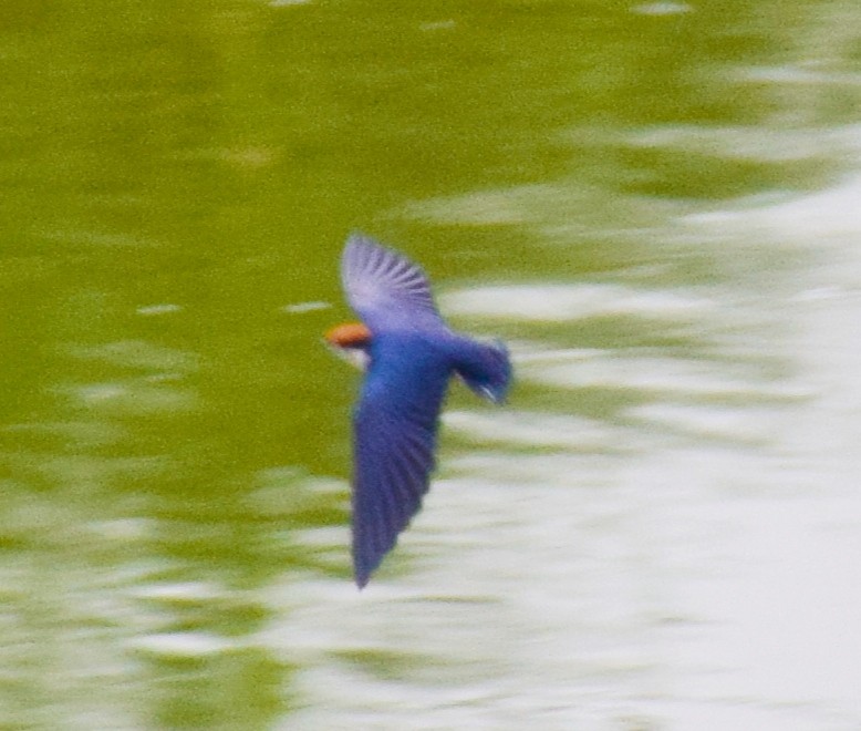 Wire-tailed Swallow - ML246438521