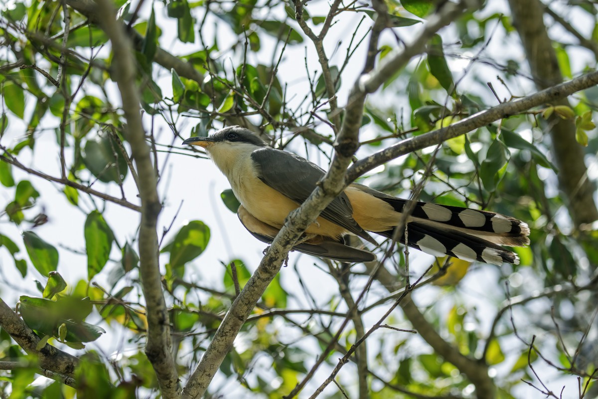 Mangrove Cuckoo - Nick Athanas