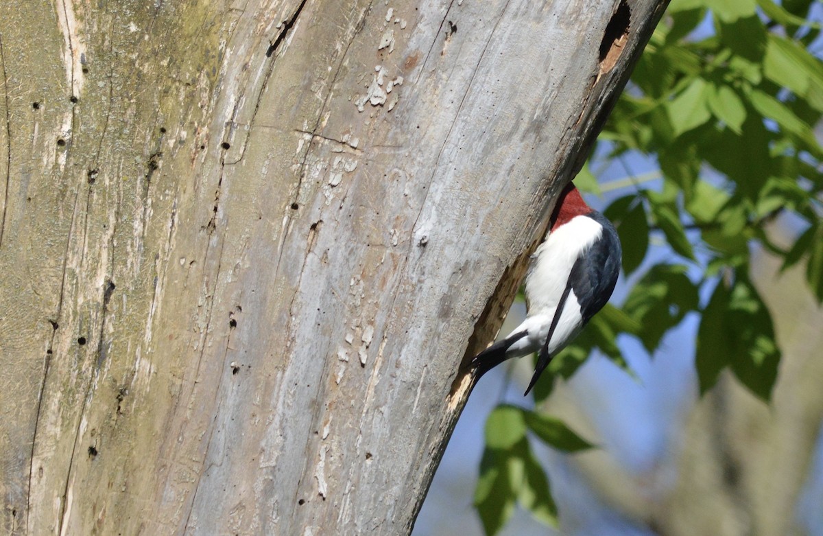 Red-headed Woodpecker - ML246442971