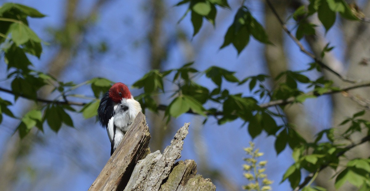 Red-headed Woodpecker - ML246442981