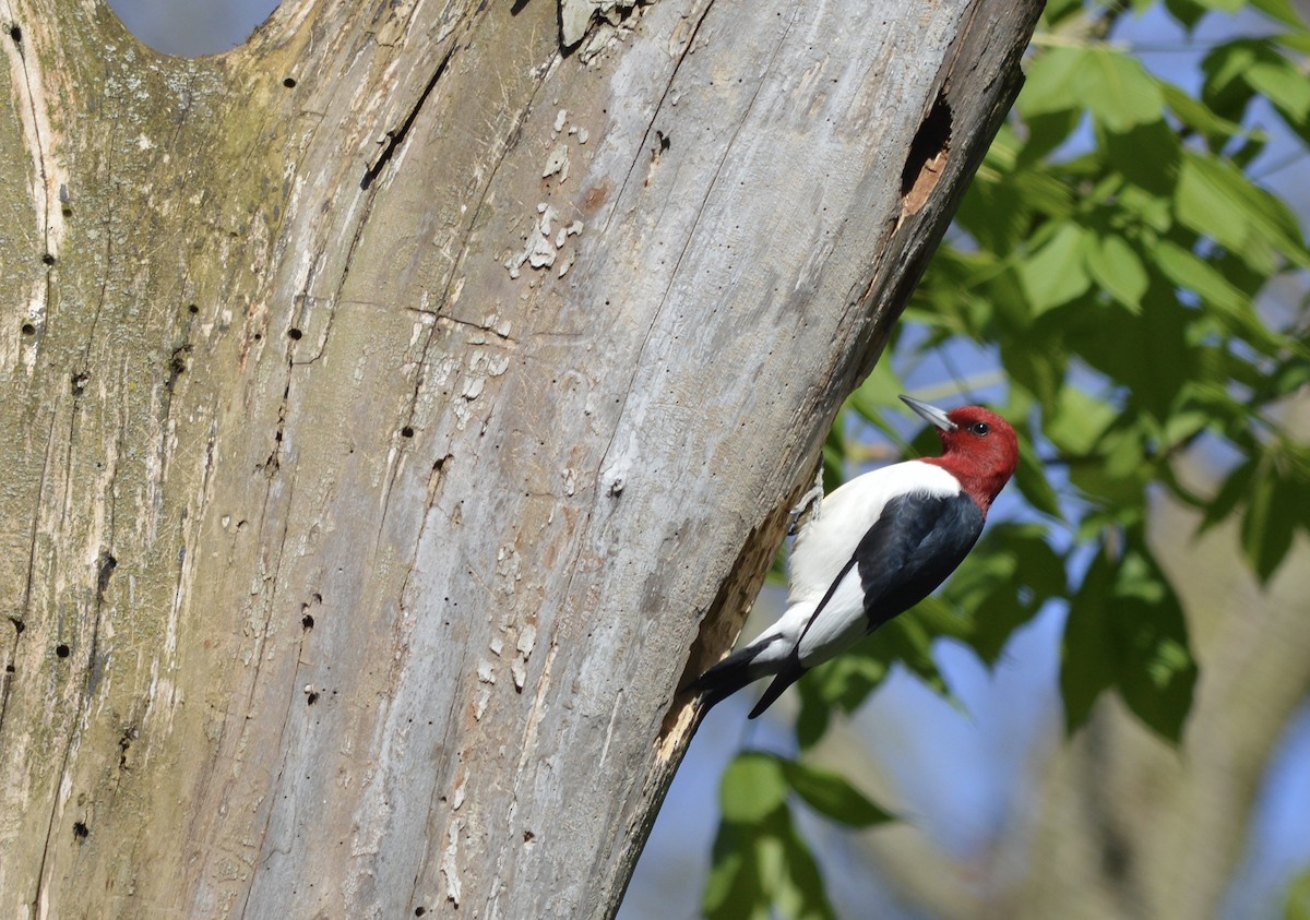 Red-headed Woodpecker - ML246442991