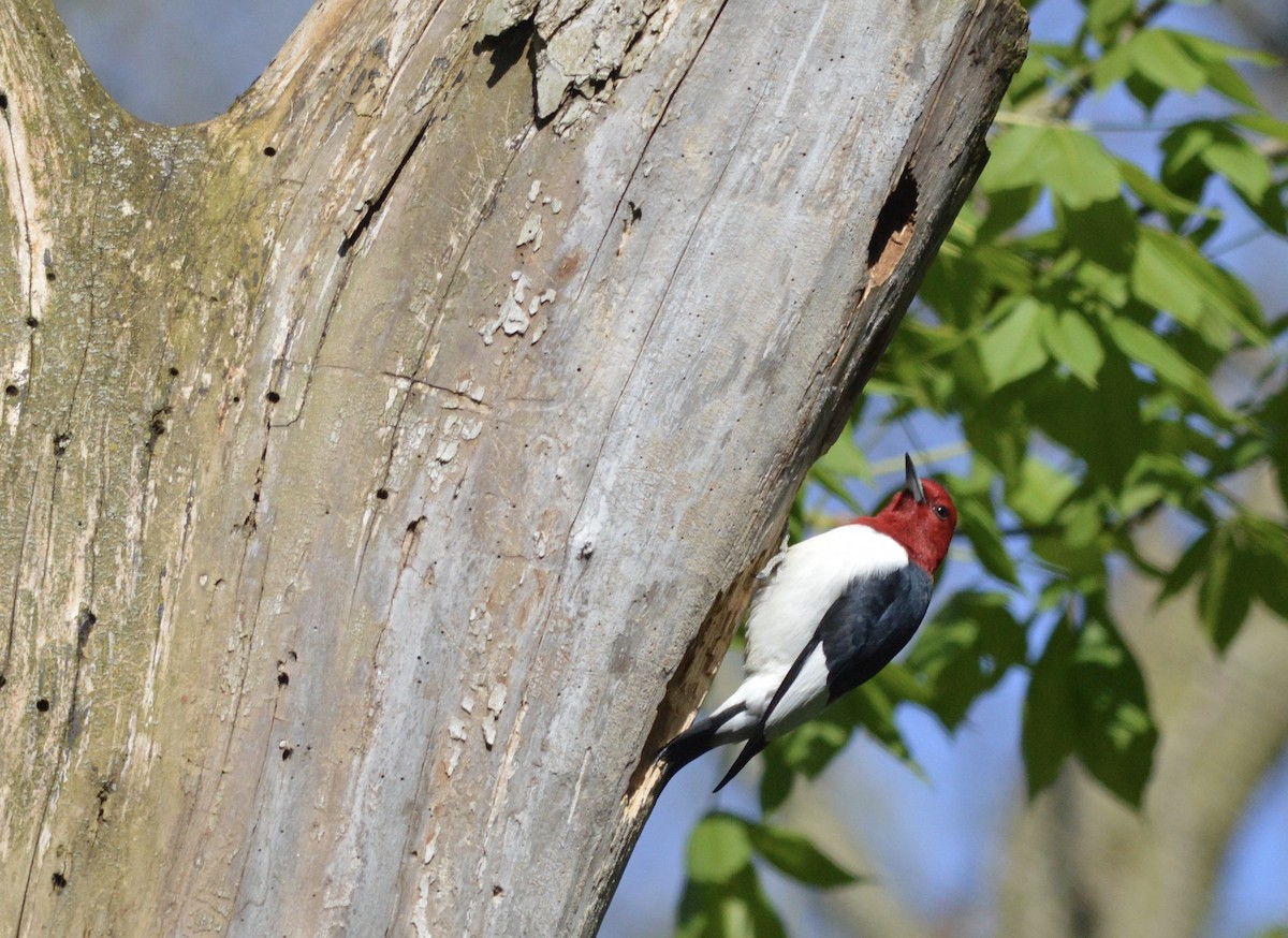 Red-headed Woodpecker - ML246443001
